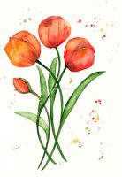 Tulpen_Orange02