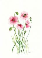 Rosa Mohnblüten