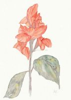 Canna lily