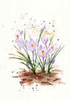 crocus