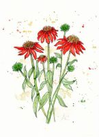 echinacea_v2