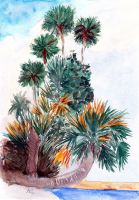 Caribean palms