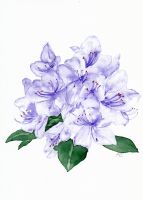 rhododendron