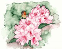 Rhododendron and orange tip