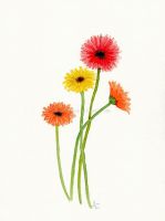 4Gerberas